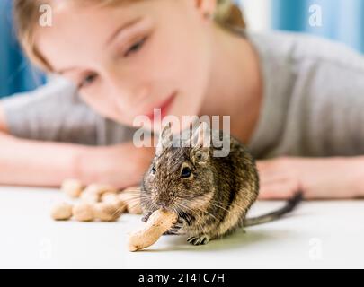 Giovane ragazza osservare il degu scoiattolo mangia noci su tavola bianca Foto Stock