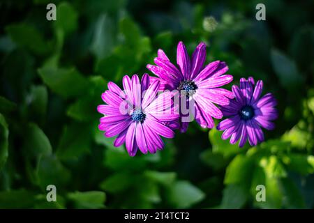 Osteospermum viola bellissimo fiore di margherita africano in fiore su un fondo di fiori verdi Foto Stock