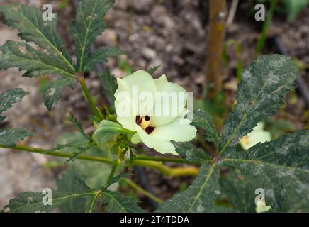 Primo piano di un singolo fiore di pianta di okra con foglie. Campo di okra. Foto Stock