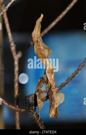 Il fantasma alieno mantis Phyllocrania paradoxa si nasconde sul ramo. Foto Stock