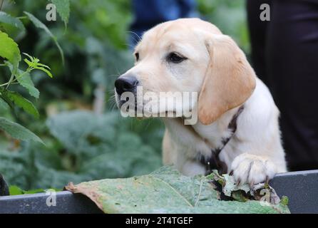 Golden Retriever 01.11.2023, Erfurt, junger Golden Retriever *** Golden Retriever 01 11 2023, Erfurt, Young Golden Retriever Credit: Imago/Alamy Live News Foto Stock