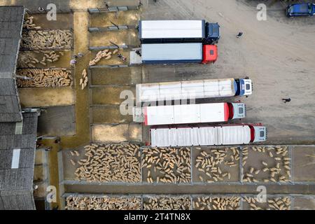 Veduta aerea della vendita di agnello da mulo del nord dell'Inghilterra presso Hawes Auction mart, North Yorkshire, Regno Unito. Foto Stock