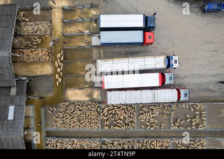 Veduta aerea della vendita di agnello da mulo del nord dell'Inghilterra presso Hawes Auction mart, North Yorkshire, Regno Unito. Foto Stock