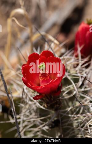 Un cactus rosso brillante della tazza Claret (Echinocereus triglochidiatus) in fiore fornisce un contrappunto luminoso allo sfondo abbronzato Foto Stock