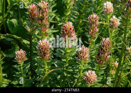 Lo scalogno rosso (Rhodiola rhodantha), o corona della regina, un tipo di sedum, cresce vicino al lago Marie sotto Medicine Bow Mountain nel Wyoming. Foto Stock