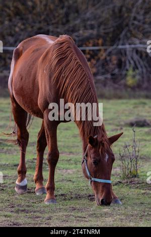 Cavalca in un campo in una soleggiata giornata autunnale. Messa a fuoco selettiva.Cavallate nel prato in autunno. Foto Stock