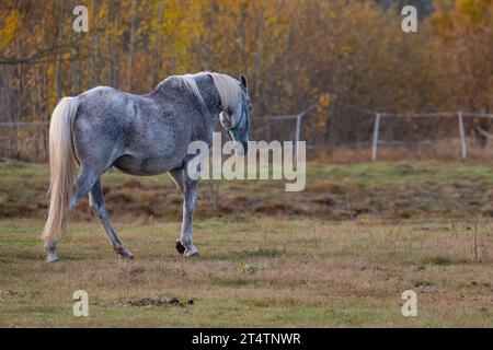 Bellissimo cavallo grigio sul campo in autunno. Orizzontale. Cavalca in un campo in una soleggiata giornata autunnale. Messa a fuoco selettiva.Cavallate nel prato in autunno. Foto Stock
