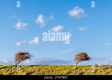 Gli alberi di biancospino (crataegus) spazzati dal vento pendono con il vento prevalente a Cuckmere Haven nella riserva naturale di Seaford Head in una giornata di sole con un cielo blu Foto Stock