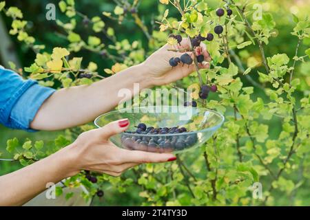 Donna in giardino che raccoglie i frutti di bosco dolci maturi Foto Stock