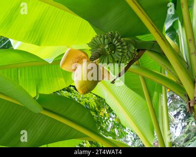 Fiore di Musa Basyo. Albero tropicale.foglie di sfondo. Vegetazione. Banana Bush giapponese Foto Stock