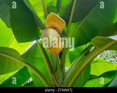 Fiore di Musa Basyo. Albero tropicale.foglie di sfondo. Vegetazione. Banana Bush giapponese Foto Stock