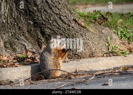 Groundhog (Marmota monax) ingrasso per l'inverno mangia ghiande sul lato della strada. Foto Stock