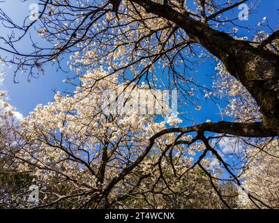 IPES boschetto di fioritura di alberi bianchi con attenzione selettiva nel comune di Marilia Foto Stock