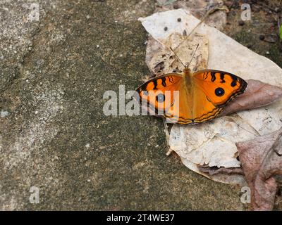 La farfalla Peacock Pansy ( Junonia almana ) che distribuisce le ali su terreni di pietra grigia e marrone, modello simile agli occhi sull'ala di colore arancio Foto Stock