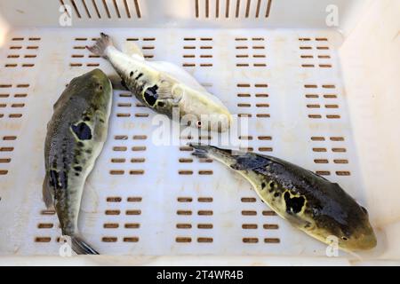 rubripes takifugu in un laboratorio di maricoltura Foto Stock