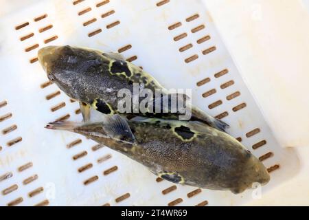 rubripes takifugu in un laboratorio di maricoltura Foto Stock