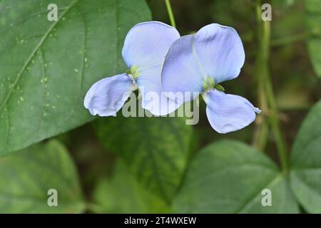 Vista ravvicinata dei due fiori di fagioli alati di colore viola pallido (Psophocarpus Tetragonolobus) che fioriscono in una vite di fagioli alati Foto Stock