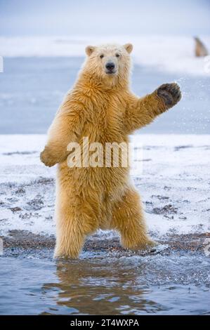 L'orso polare Ursus maritimus si alza e cerca di bilanciarsi quasi come se stesse ballando, lungo Bernard Spit 1002 ANWR Alaska Foto Stock