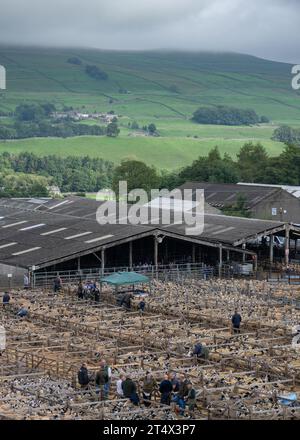 Vendita di agnello mulo Gimmer presso Hawes Livestock Market, Wensleydale, North Yorkshire, Regno Unito, dove 30.000 agnelli da riproduzione vengono venduti in 2 giorni. Foto Stock