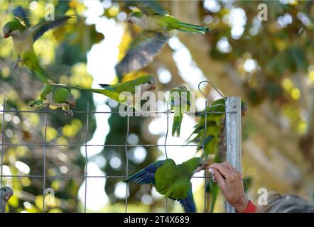 Barcellona. Parco cittadino. La gente dà da mangiare ai pappagalli. Monk Parakeet Myiopsitta monachus , gruppo di parchi verdi su una recinzione a catena e la mano di una persona Foto Stock