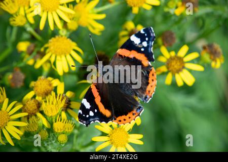 Red Admiral Butterfly sul fiore di Ragwort Foto Stock