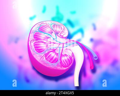 Sezione trasversale dell'anatomia interna del rene su sfondo medico. illustrazione 3d. Foto Stock