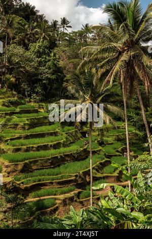 Vista su un ambiente all'aperto, caratterizzato da numerosi giardini terrazzati pieni di splendide piante e piante Foto Stock