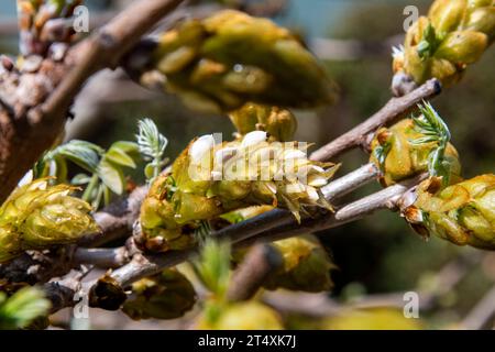 Primo piano dei boccioli di Wisteria Floribunda o glicine giapponese fioriti con petali bianchi con rami e verde sullo sfondo fuori fuoco Foto Stock