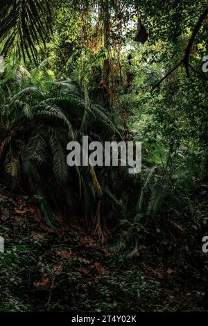 Questa immagine è di un oscuro paesaggio forestale, con un cespuglio e alberi raggruppati insieme in primo piano Foto Stock