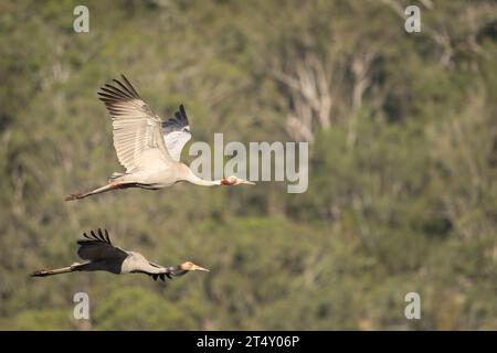 Un paio di gru Sarus accoppiate in volo verso la loro palude mattutina, nell'area di alimentazione della riserva naturale Hasties Swamp ad Atherton, Australia. Foto Stock