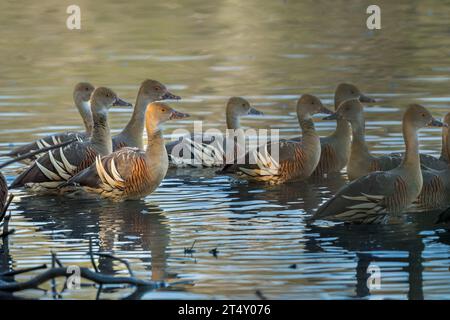 Un piccolo gregge di anatre piombate siede ancora nell'acqua della palude di Hastie salutando il sole del mattino prima di uscire per dare da mangiare alla laguna. Foto Stock