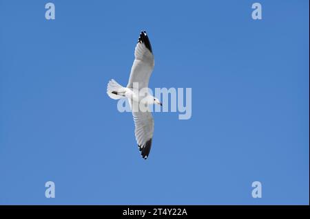 Gabbiano di Audouin (Ichthyaetus audouinii) (Larus audouinii) che vola, Maiorca, Isole Baleari, Spagna Foto Stock