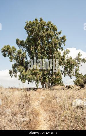 River Red gum Foto Stock