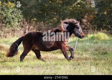 Giovane cavallo islandese (Equus islandicus), pony islandese di un anno e mezzo che galoppa attraverso i pascoli di cavalli, Schleswig-Holstein, Germania Foto Stock