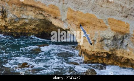 Gabbiano in volo, mare, surf, scogliere, albero Sole, rocce, riserva naturale orientata Isola di Lampedusa, Isola di Lampedusa, Provincia di Agrigento Foto Stock