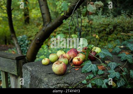 Mele con vespe su una parete del giardino con edera. Brandeburgo, Eberswalde, frutta caduta, giardino Foto Stock