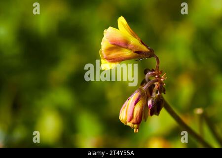 Macro, fiori, fiori gialli, primo piano, Cala Pulcino, piccola gola, baia dei sogni, isola di Lampedusa, provincia di Agrigento, isole pelagiche, Sicilia, Italia Foto Stock