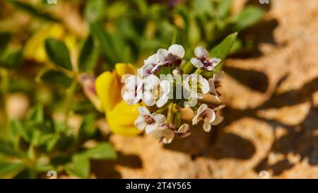 Macro, fiori, piccoli fiori bianco-viola, primo piano, Cala Pulcino, piccola gola, baia dei sogni, isola di Lampedusa, provincia di Agrigento, isole pelagiche Foto Stock