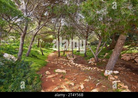 Sentiero escursionistico, piccolo bosco, Cala Pulcino, piccola gola, baia da sogno, isola di Lampedusa, provincia di Agrigento, isole pelagiche, Sicilia, Italia Foto Stock