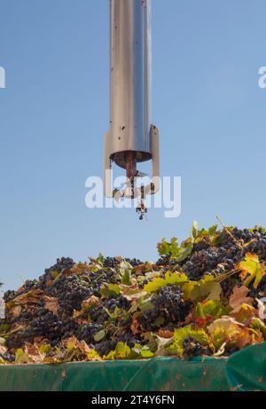 Tubo di campionamento su un rimorchio pieno di uva. Lavorazione della vendemmia in cantina Foto Stock