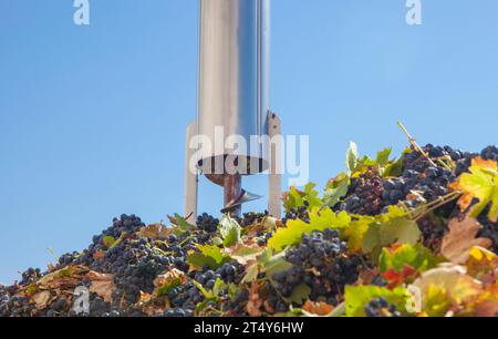 Tubo di campionamento su un rimorchio pieno di uva. Lavorazione della vendemmia in cantina Foto Stock