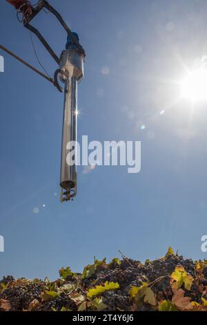 Tubo di campionamento su un rimorchio pieno di uva. Lavorazione della vendemmia in cantina Foto Stock