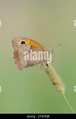 Meadow Brown (Maniola jurtina), femmina, Renania settentrionale-Vestfalia, Germania Foto Stock