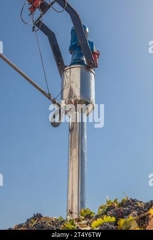 Tubo di campionamento su un rimorchio pieno di uva. Lavorazione della vendemmia in cantina Foto Stock
