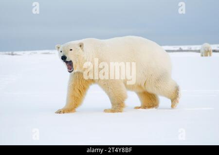 L'orso polare Ursus maritimus giovane orso viaggia attraverso il ghiaccio di nuova formazione durante il congelamento dell'autunno, al largo dell'area 1002 dell'Arctic National Wildlife Foto Stock