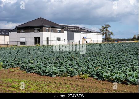 Asse, Brabante Fiammingo, Belgio, 14 ottobre 2023 - campo con cavolo Savoia, Brassica oleracea , con impianto agricolo Foto Stock