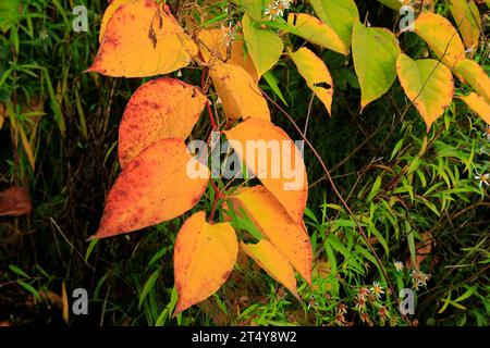 Giapponese knotweed Reynoutria japonica, Autumn, Wales. Foto Stock