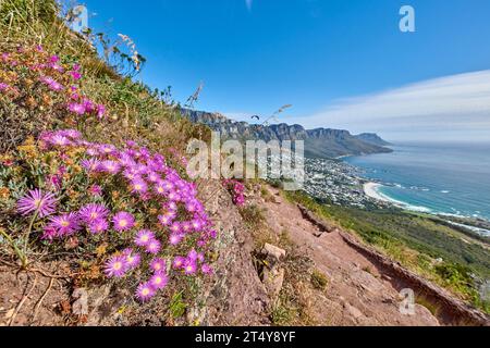 Fiori di fynbos viola che fioriscono e fioriscono su un famoso sentiero escursionistico turistico sul Table Mountain National Park a città del Capo, in Sudafrica. Vita delle piante Foto Stock