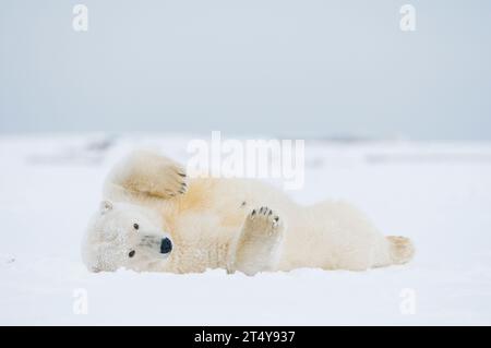 Orso polare (Ursus maritimus) - adulti che si aggirano sul ghiaccio appena formato, il mare di Beaufort, al largo dell'area 1002 dell'Arctic National Wildlife Refuge Foto Stock