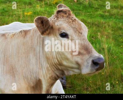 Una mucca hereford seduta da sola al pascolo. Ritratto di un animale peloso isolato contro l'erba verde su terreni agricoli e terreni agricoli remoti Foto Stock